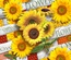 20 Tovaglioli, 3-veli piegato per 4 33 c m x 33 cm "Sunflower Field"
